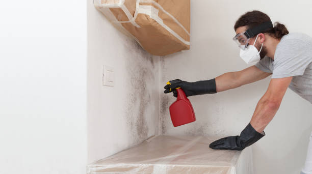 Professional Basement Mold Removal technician working in Somerdale, NJ