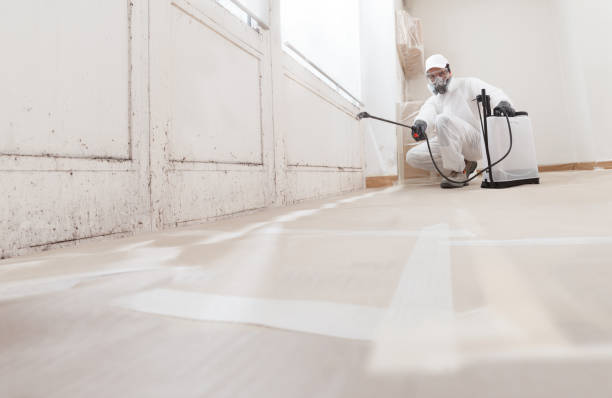 24/7 Emergency Basement Mold Removal experts in Somerdale, NJ