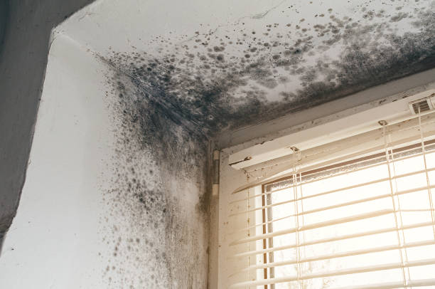 Affordable Basement Mold Removal solutions in Somerdale, NJ